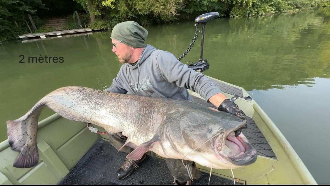 Silure de 2 mètres pêché dans la Seine à Andé